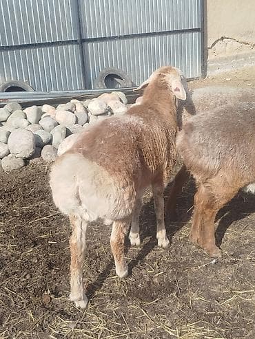 машинки для стрижки животных: Продаю | Ягненок, Баран (самец) | Арашан | Для разведения | Племенные — 8