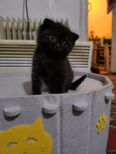 сколько стоит вислоухий котёнок: Скотиш Фолд (Шотландская вислоухая), 1 месяц, Девочка, Черный, Приучена к лотку — 2