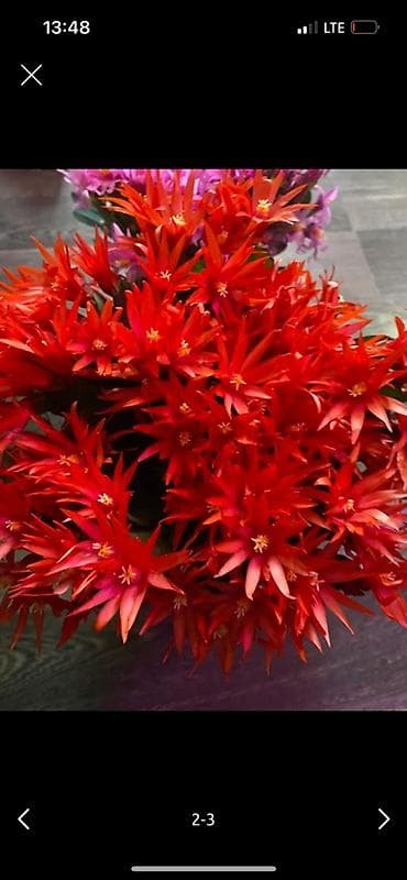 разновидные кактусы: Детки декабриста (Rhipsalidopsis/Schlumbergera) редких окрасов. - — 3