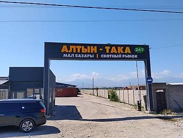 Айыл-чарба жаныбарлары: Продается павильон 20 м 2 скотный рынок Алтын така 45000 долларов — 3