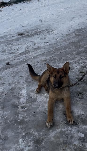 японская собака акита: Чистокровный немецкий овчарка 7-месяц (самец) С прививкой. Немецкая — 2