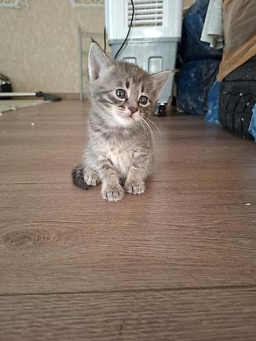 приму в дар котенка: Милые котята в добрые и ответственные руки 🐱Описание:Отдаем в добрые — 10