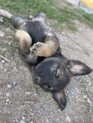 возьму щенка в добрые руки бесплатно: Собака даром: 2 месяца, Самка — 7