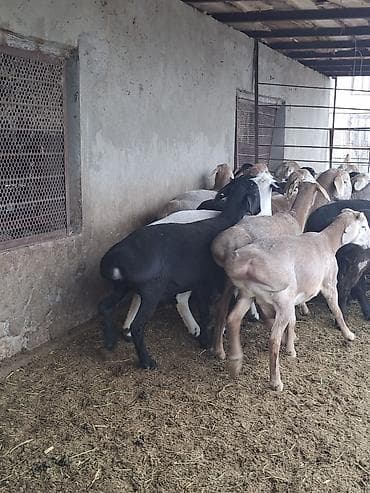 С/х животные и товары: Продаю | Овца (самка) | На забой — 8