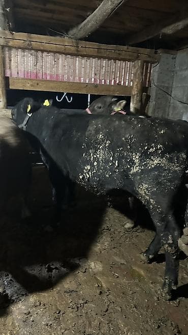 рыба осётр: Продаю | Бык (самец) | Ангус | Для разведения | Осеменитель — 6