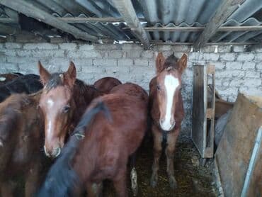 продажа щенков немецкой овчарки с документами в бишкеке: Продаю | Жеребенок | Для разведения — 4