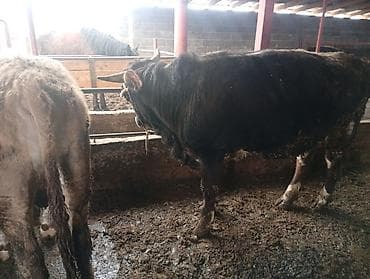 кролик коен: Продаю | Бык (самец) | Полукровка | На откорм | Привязанные — 1