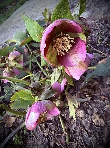 Морозник (Helleborus) — многолетний декоративный кустарник для сада