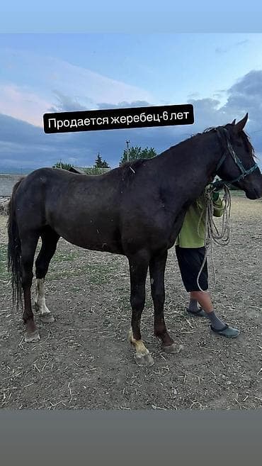 кобыла: Продаю | Жеребец | Рабочий — 1