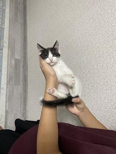 кой сойуш: Бесплатно.Котёнок, черно-белый окрас (маска на мордочке, длинный — 3