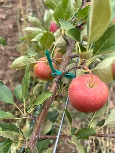 где можно купить саженцы яблони в бишкеке: Работа на поле Режим работы с 10:00 до 18:00 Обед с нас Сразу — 2
