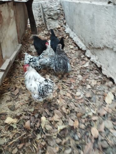 в связи с переездом отдам попугая жако в добрые руки: Продаю | Куры | Кохинхин | Для разведения — 11