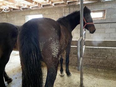 Зоотовары: Продаю | Кобыла (самка) | На забой — 1