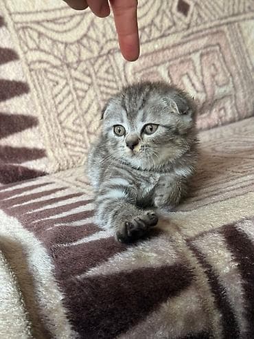 котята рыжие: Скоттиш‑фолд котёнок (вислоухий), окрас серебристый табби. Описание — 1