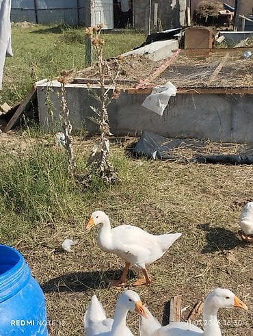 породы кур: Домашние гуси, белые (есть несколько пёстрых). Выращены на подворье на — 2