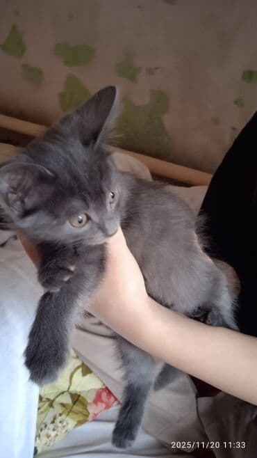 1 мальчик 2 котенка оригинал: Котята в добрые и ответственые руки. Кушают все и китекет тоже. Кашку — 13