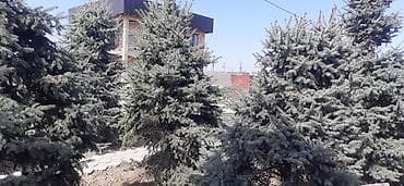 Ель голубая (Picea pungens, Blue Spruce) для озеленения участка. -