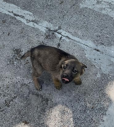 сөөл жан: Щенок, девочка, отдадим даром с доставкой, предположительно метис — 4