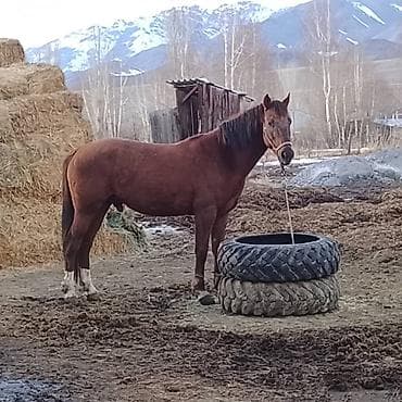 Услуги ветеринара: Продаю | Жеребец | Рабочий — 2