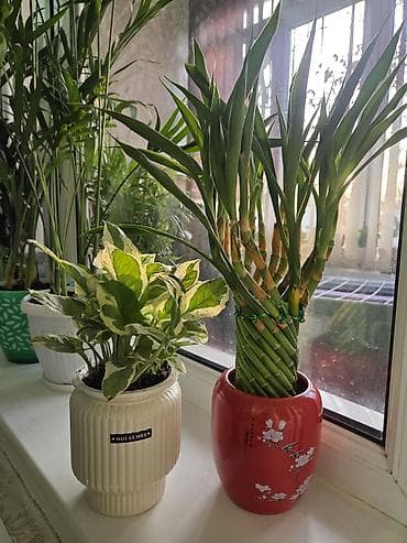 Бегониялар: Бегония декоративная в горшке + комнатные пальмы (дипсис/хамедорея) - — 7