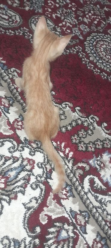 сиамские кот: Рыжий котёнок с тигровым рисунком на шерсти. Короткошёрстный, с мягкой — 2