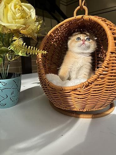 кошка шотланка: Скотиш Страйт (Шотландская прямоухая), 1 месяц, Мальчик, Золотая шиншилла, Приучена к лотку, Проглистована, С документами — 7