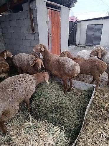 сколько стоят собаки: Продаю | Овца (самка) | Для разведения | Матка — 3