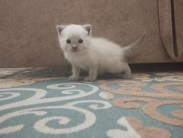 котята шотландская: Шотландские котята Мама шотландская вислоухая,папа обычный Родились — 2