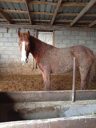 Лошади, кони: Продаю | Кобыла (самка) | Рабочий — 5