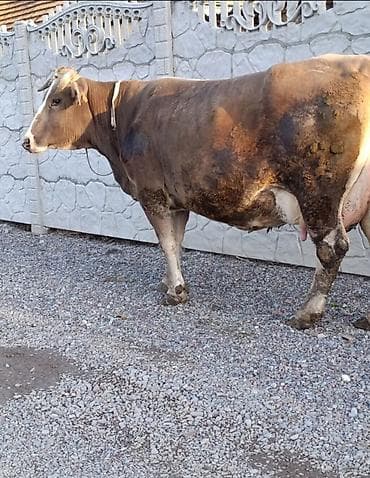 Продаю | Корова (самка) | Для молока at lalafo.kg Продаю | Корова (самка) | Для молока