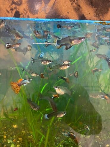 Кошки: Гуппи (Poecilia reticulata) — разноцветные живородящие аквариумные — 3