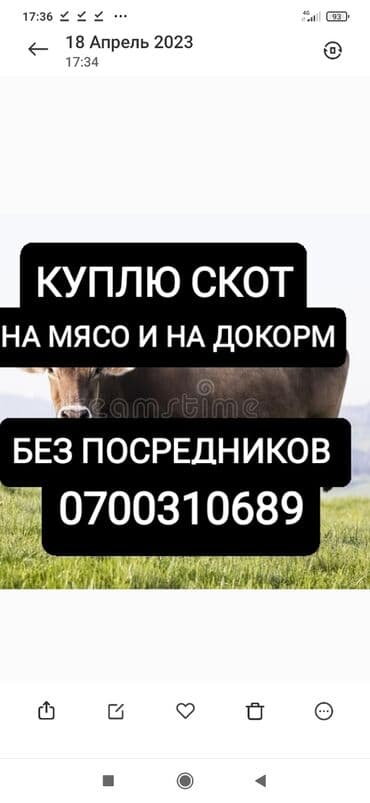 усыпление животных бишкек: Сатып алам | Уйлар, букалар, Жылкылар, аттар, Башка а/ч жаныбарлары | Күнү-түнү, Бардык шартта, Союлган — 1