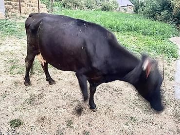 продам гусей: Продаю | Корова (самка) | Алатауская | Для молока — 3