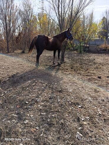 в связи с переездом отдам попугая жако в добрые руки: Сатам | Бээ (ургаачы) | Жумушка — 2