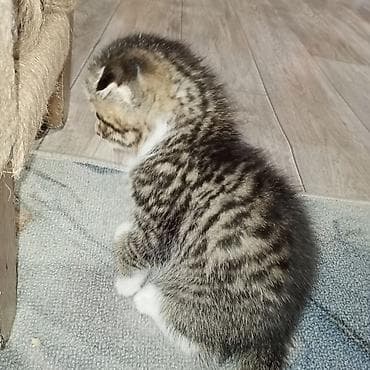 иттер ош: Продаю 2 котят. мама их скотишфолд вислоухая. папа красавчик беглец — 7