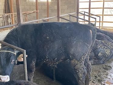 Продаю | Бык (самец)