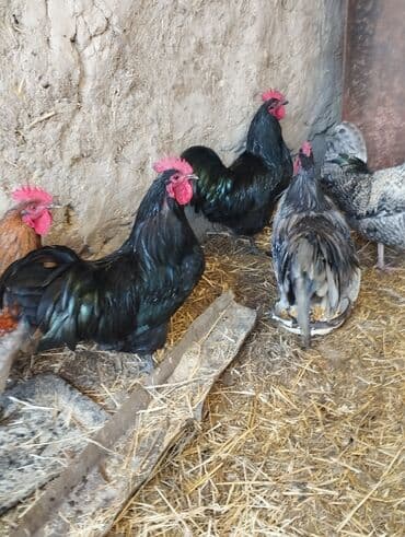 Продаю | Петух | Для разведения