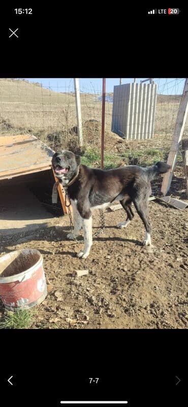 Вязка собак: Алабай, 1 месяц, Самец — 4