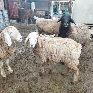 контейнер для животных: Продаю | Ягненок | Полукровка | Для разведения — 4