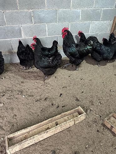 страусиное яйцо купить: Продаю инкубационное яйцопороды "Джерсийский гигант" кто хочет — 3