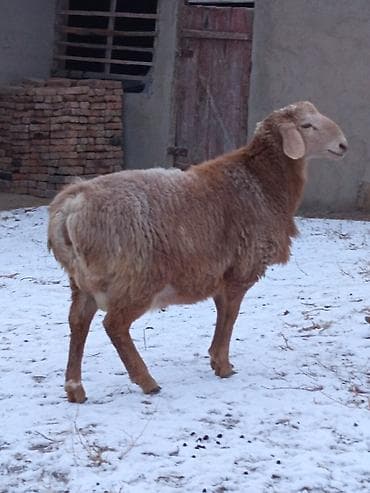 каракол животные: Продаю | Ягненок | Арашан | На забой — 5