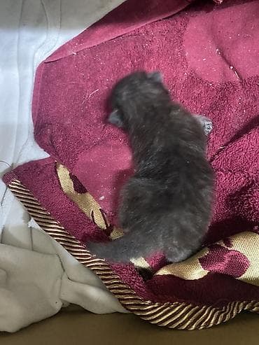 котята на продажу: Котята от домашней кошки - Порода: домашняя короткошёрстная (окрас у — 4