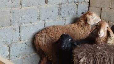 пекинес щенок: Продаю | Баран (самец) — 3