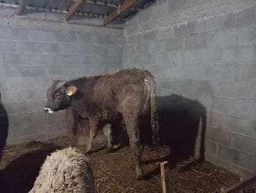 Продаю | Бык (самец)