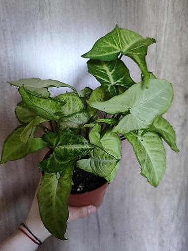 филодендрон плуто: Сингониум (Syngonium podophyllum) в горшке. - Компактный куст с яркой — 2