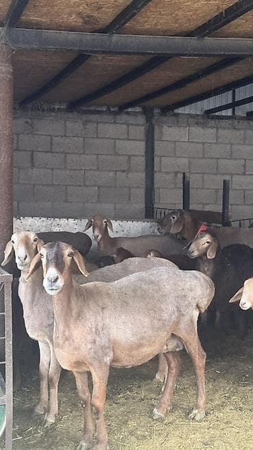 сколько стоит сибирская кошка котенок: Продаю | Овца (самка) | Арашан | Для разведения | Матка — 1