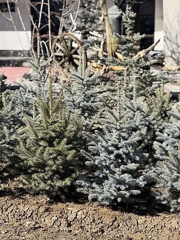 садовая пила: Саженцы деревьев: Ели, Самовывоз — 2