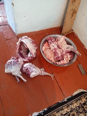 мясо дешево: Продам целую тушку барана месяц назад укол делали головой об доску — 1