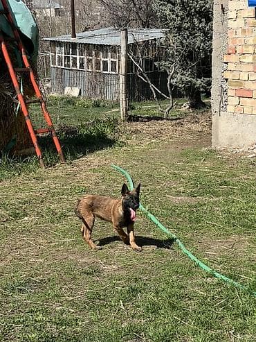 собаки в добрые руки: Бельгийская овчарка, 2 месяца, Самка, С прививкой, С родословной — 10