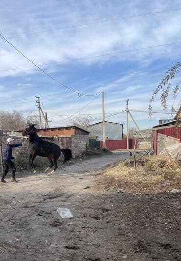 собаки малинуа: Продаю | Кобыла (самка) | Полукровка | Рабочий — 4